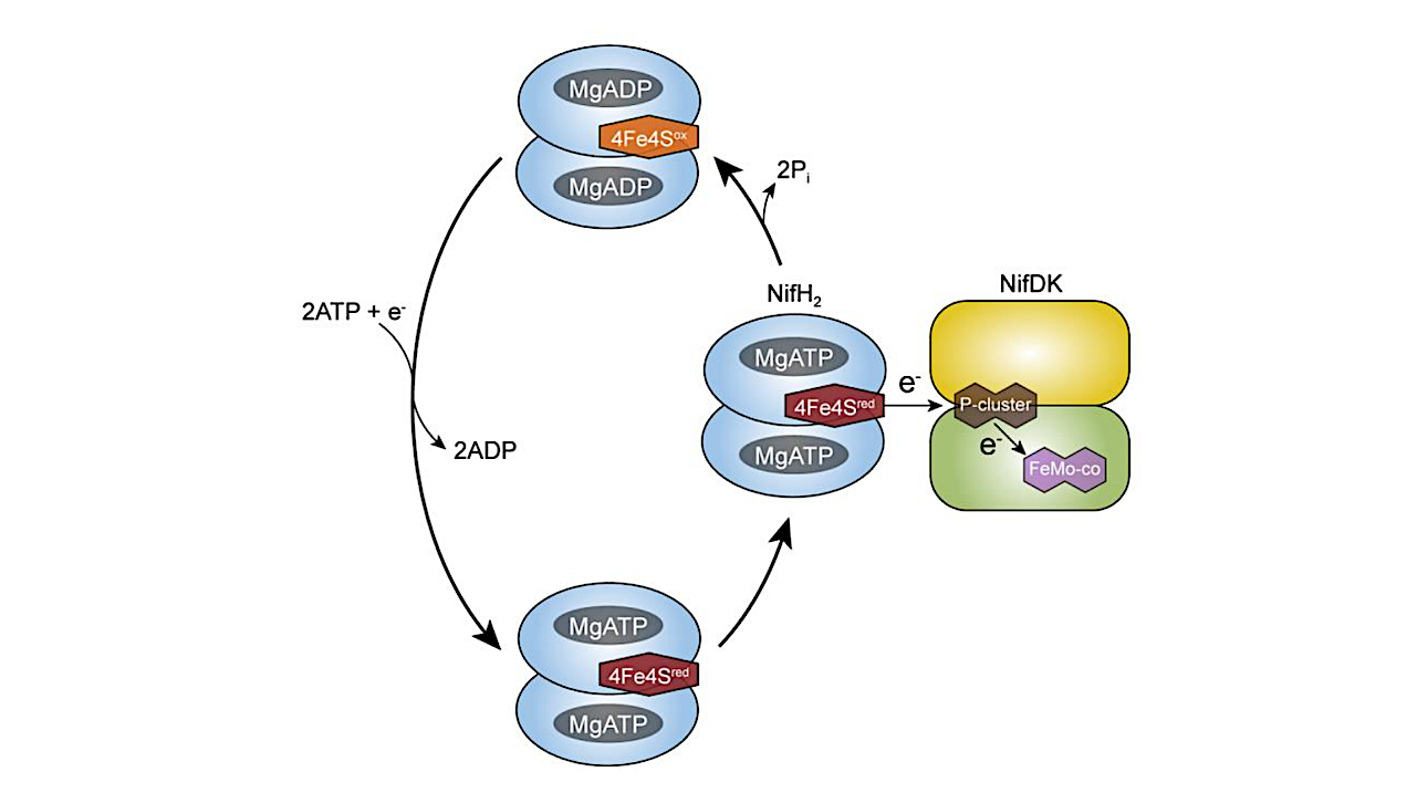 The Origins Of ATP Dependence In Biological Nitrogen Fixation