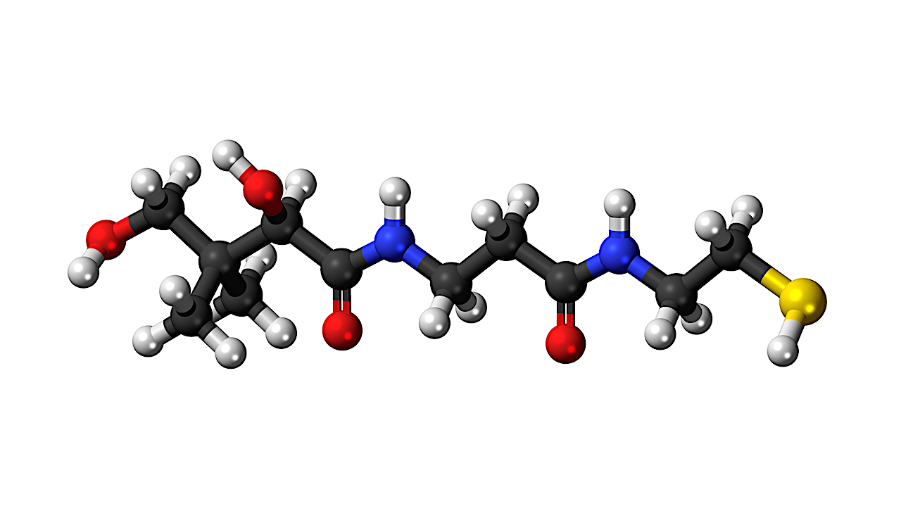 Pantetheine, Vital For All Life, Likely Played A Role In Life’s Origin