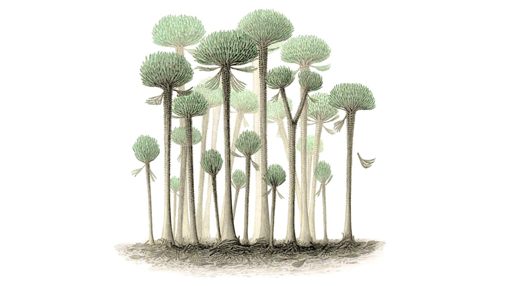 Earth’s Earliest Forest Revealed In Somerset Fossils