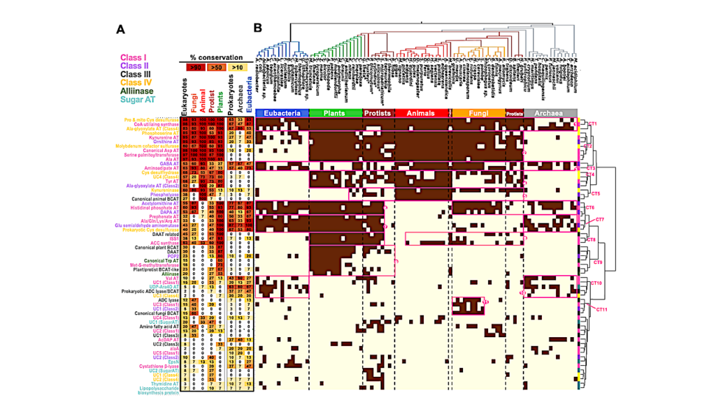 Multi-substrate Specificity Shaped The Complex Evolution Of The Aminotransferase Family Across The Tree Of Life