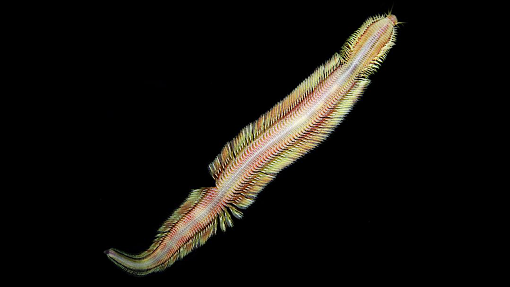 New Deep-sea Worm Discovered At Methane Seep Off Of Costa Rica