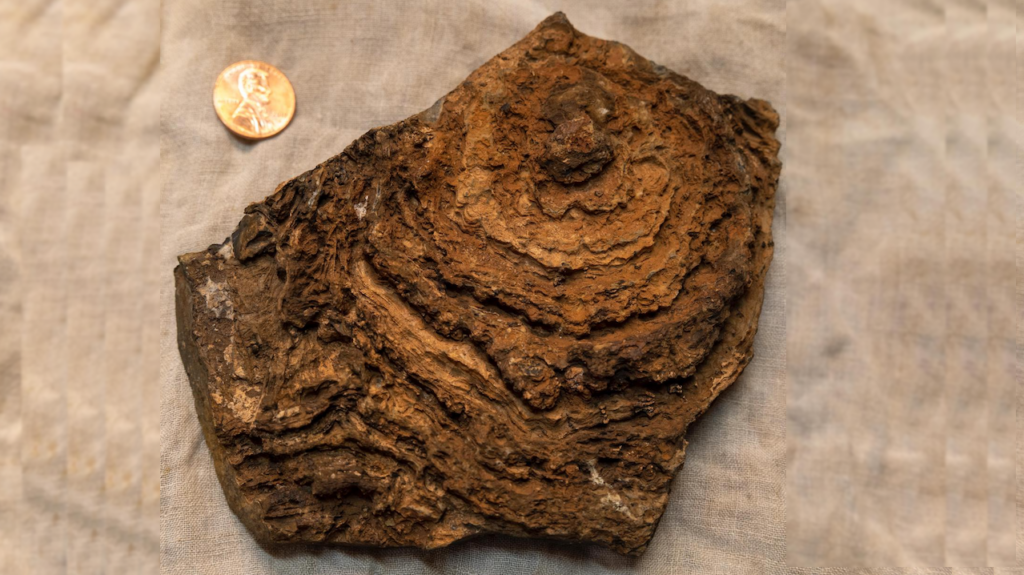 2.7 Billion Year Old Tumbiana Stromatolite From An Ancient Lakebed In Australia