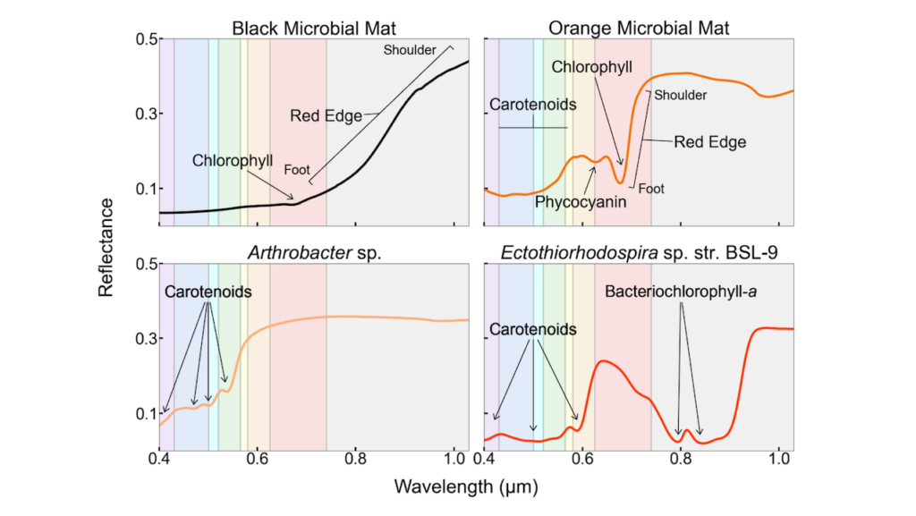 Detectability of Surface Biosignatures for Directly-Imaged Rocky Exoplanets