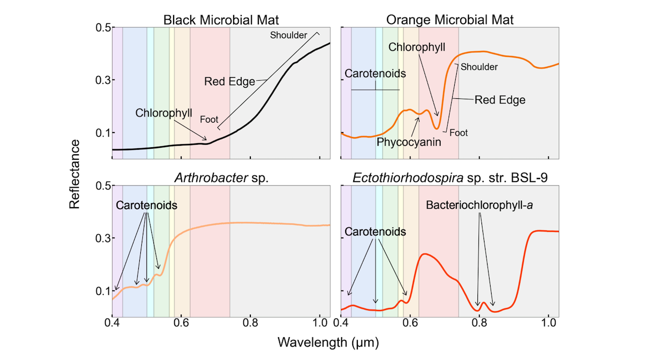 Detectabilidad de biofirmas de superficie para exoplanetas rocosos fotografiados directamente