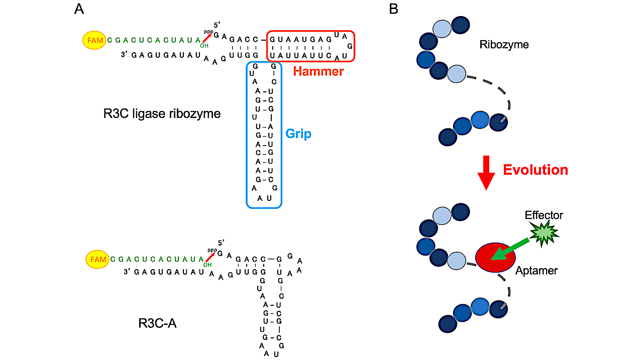 Development of Allosteric Ribozymes for ATP and l-Histidine Based on the R3C Ligase Ribozyme