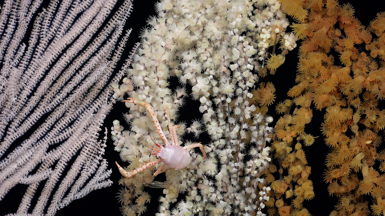 Pristine Ecosystems And A Hundred New Lifeforms Discovered Remote Seamounts