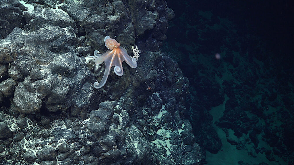 Salas y Gómez Ridge Seamount Away Team Expedition Discovers 50 New Life Forms