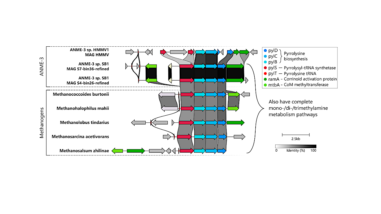 Convergence and Horizontal Gene Transfer Drive the Evolution of Anaerobic Methanotrophy in Archaea