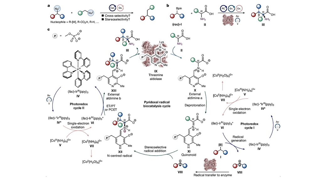 Light Enables The Generation Of Non-canonical Amino Acids