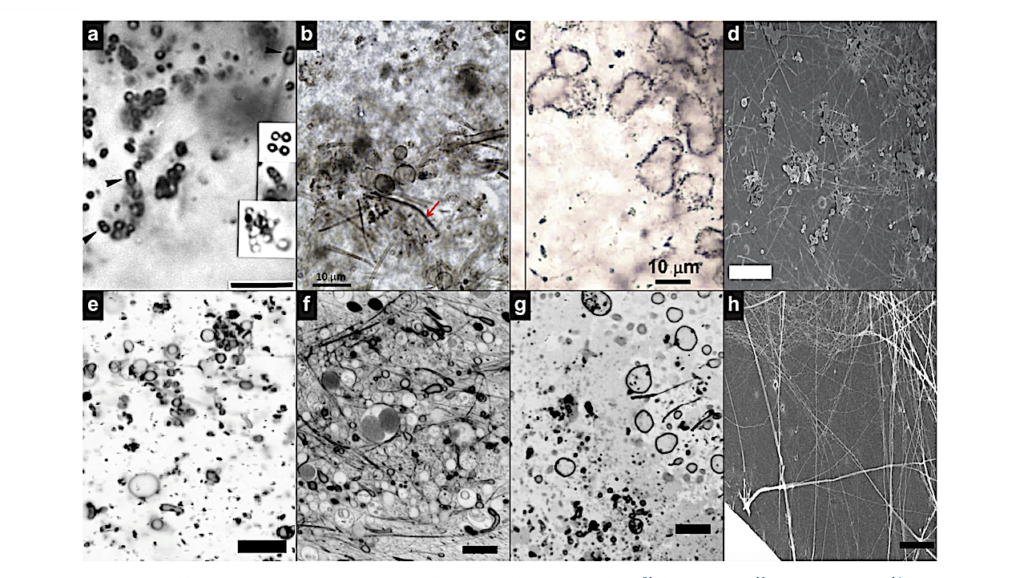 Prebiotic Membrane Structures Mimic the Morphology of Alleged Early Traces of Life on Earth