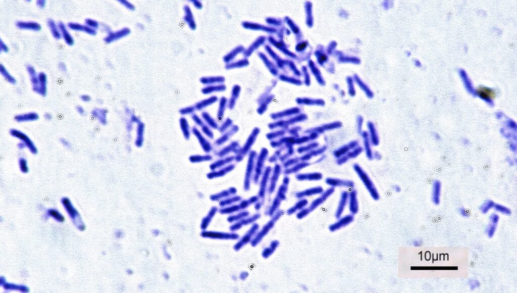 Preservation of Bacillus subtilis’ Cellular Liquid State at Deep Sub-zero Temperatures In Perchlorate Brines