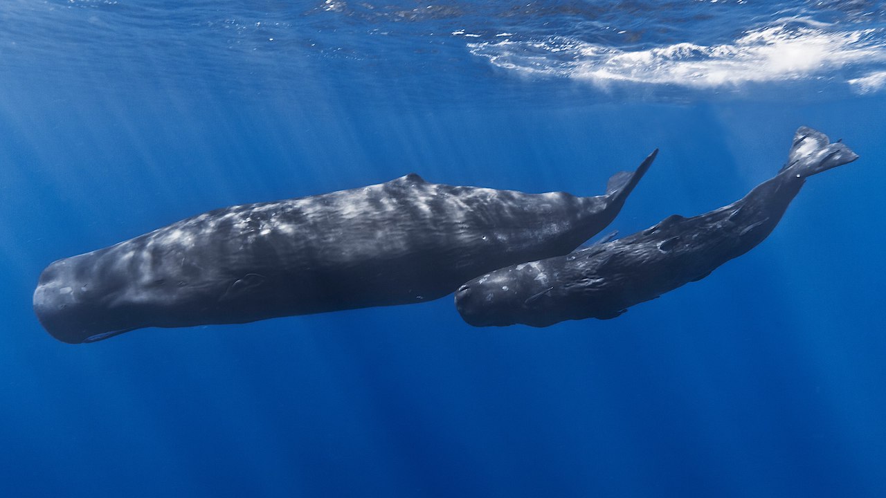 Talking To A Non-human Intelligence: Sperm Whale Vocalisations