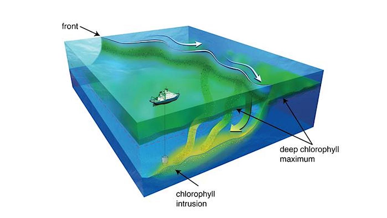 Dynamika wodnego świata: Na Ziemi prądy oceaniczne działają dla mikroorganizmów jak autostrada prowadząca do głębszych głębin