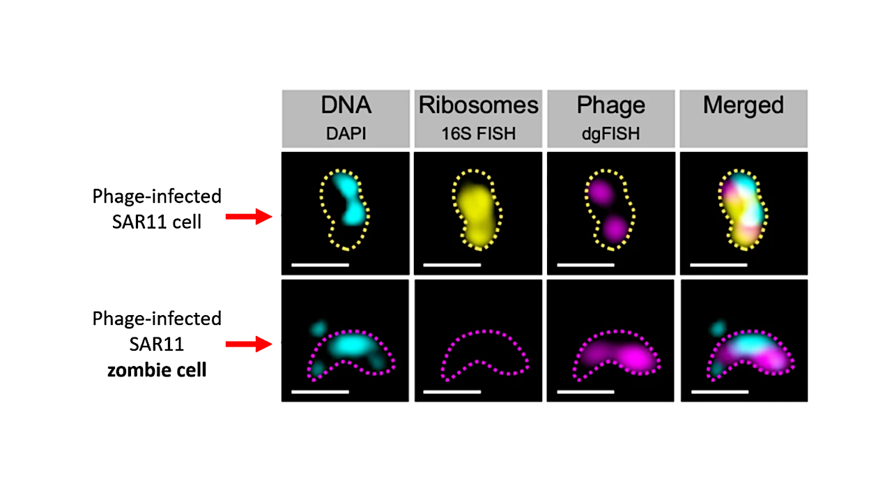 Zombie Cells In The Sea: Viruses Keep The Most Common Marine Bacteria In Check