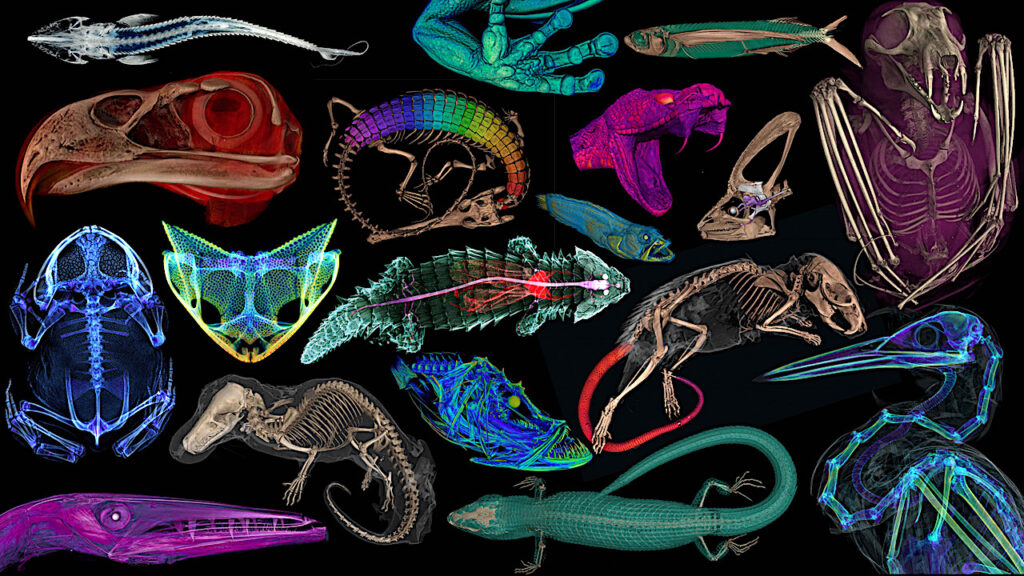 openVertebrate Project: Open Access CT Scans To Thousands Of Natural History Specimens