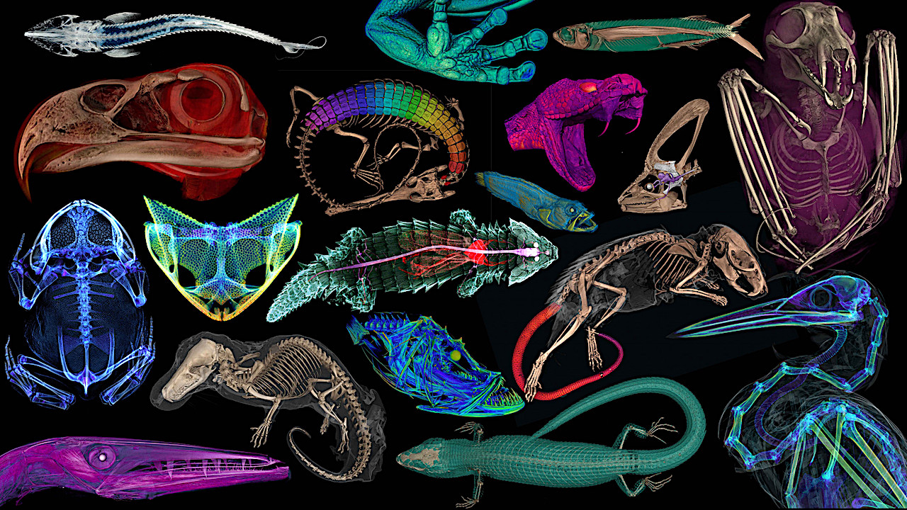 openVertebrate Project: Open Access CT Scans To Thousands Of Natural History Specimens