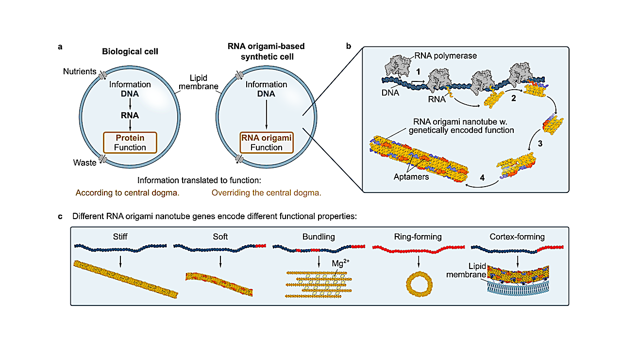 Genetic Encoding and Expression of RNA Origami Cytoskeletons in Synthetic Cells