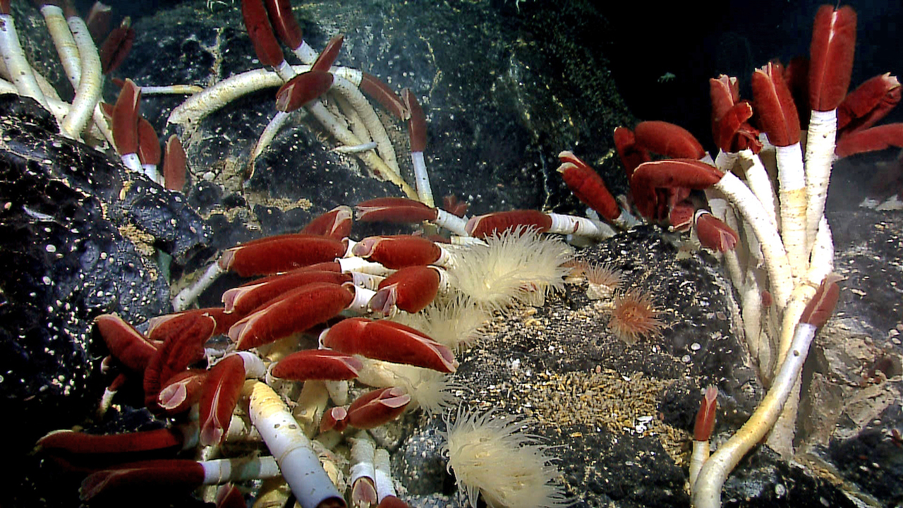 Giant Deep-sea Vent Tubeworm Symbionts Use Two Carbon Fixation Pathways To Grow At Record Speeds