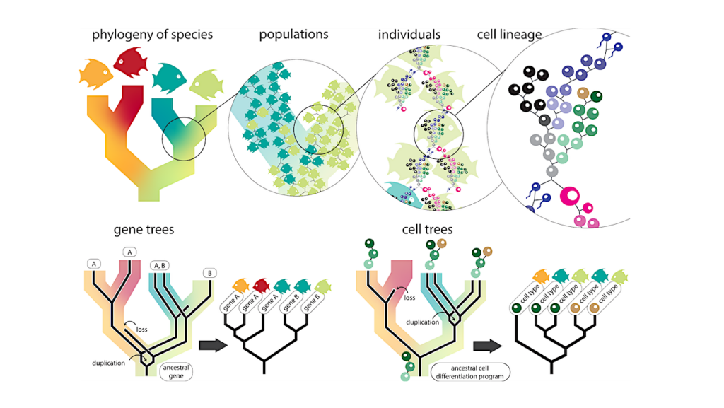 Integrating Phylogenies Into Single-cell RNA Sequencing Analysis Allows Comparisons Across Species, Genes, And Cells