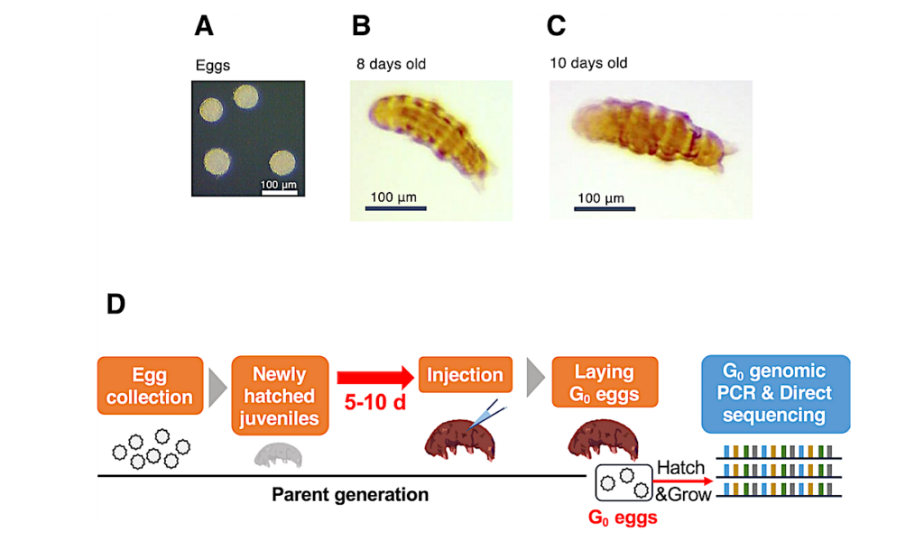 Modifying Genomes Of Tardigrades To Unravel Their Secrets