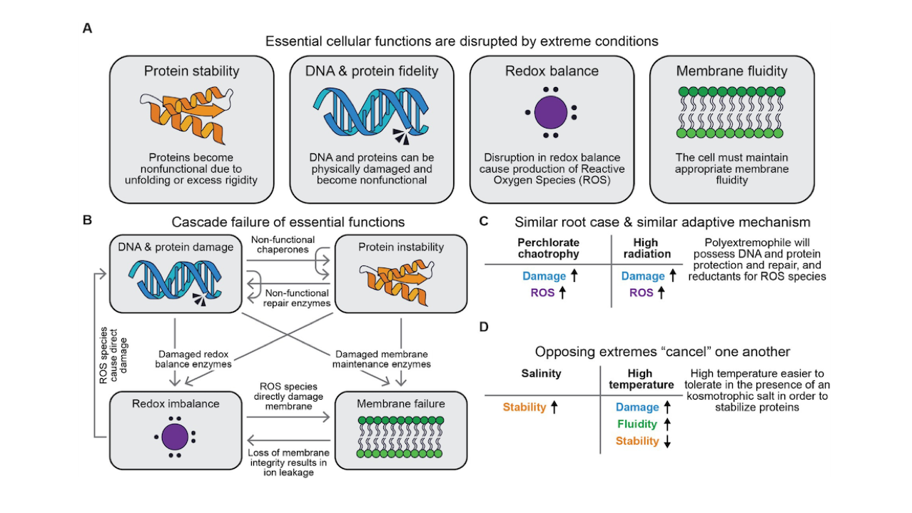 Polyextremophile Engineering: A Review Of Organisms That Push The Limits Of Life