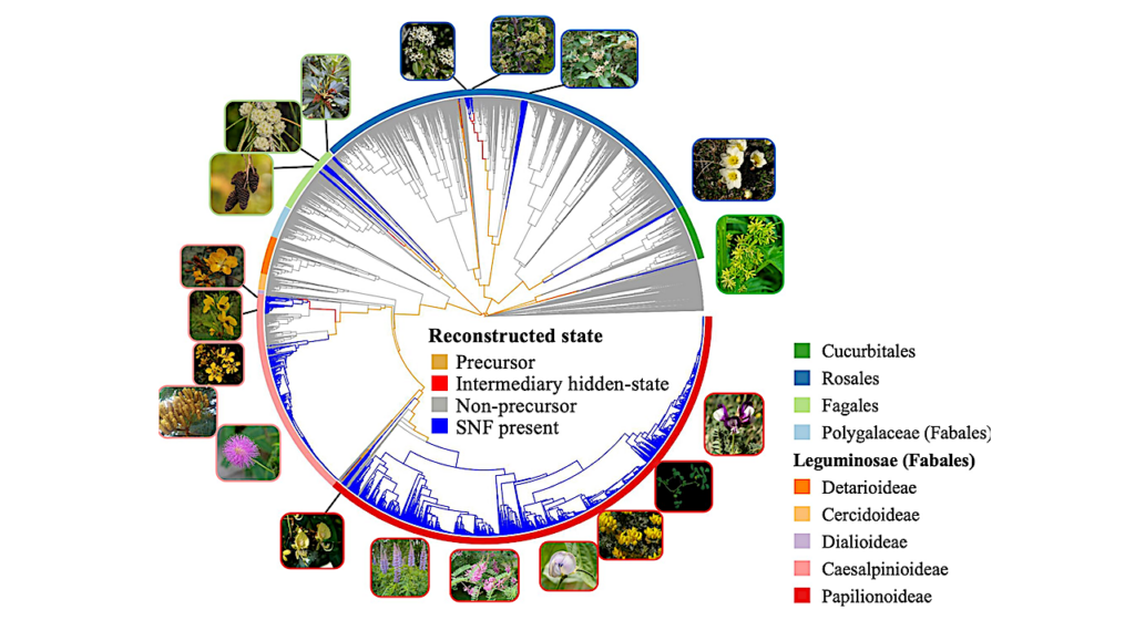 Symbiosis Study Exposes New Theories And Identify Experimental Systems For Plant Life On Earth