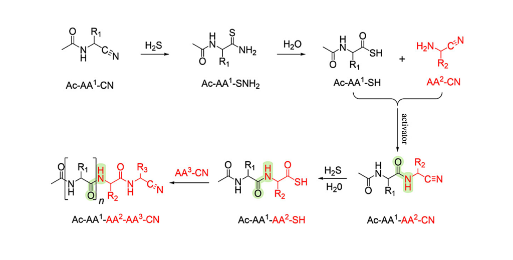 Amino Acid Analogues Provide Multiple Plausible Pathways To Prebiotic Peptides