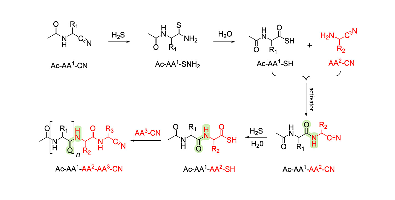 Amino Acid Analogues Provide Multiple Plausible Pathways To Prebiotic Peptides