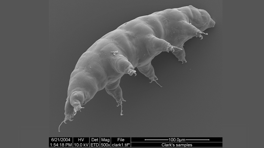 Comparative Study of Gamma Radiation Tolerance Between Desiccation-sensitive and Desiccation-tolerant Tardigrades