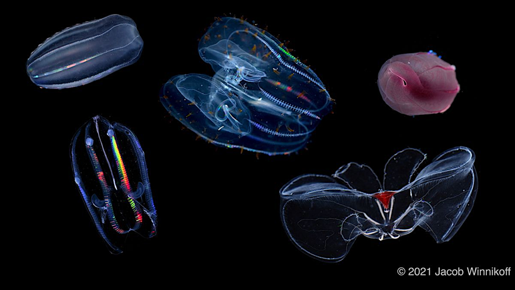 Comb Jelly Adaptations To Life At Extreme Pressure