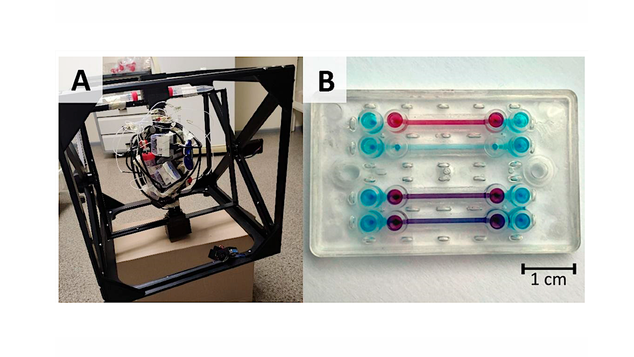 Offworld Bioscience: Development of Organ-on-a-Chip System with Continuous Flow in Simulated Microgravity