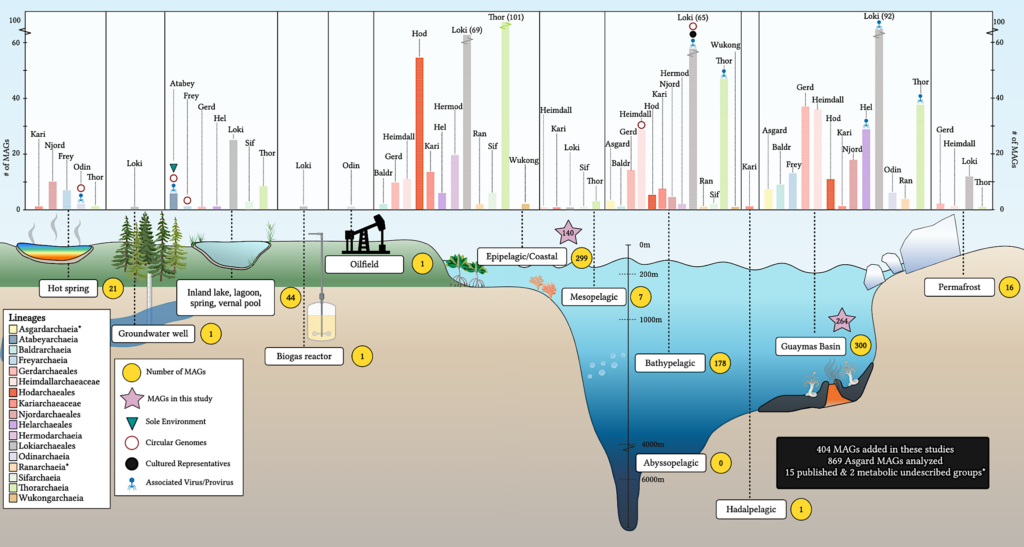 Oxygen Metabolism In Descendants Of The Archaeal-Eukaryotic Ancestor