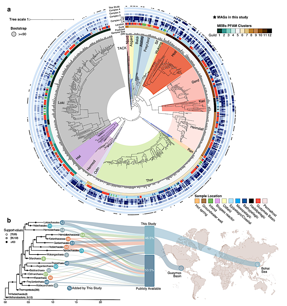 Oxygen Metabolism In Descendants Of The Archaeal-Eukaryotic Ancestor ...