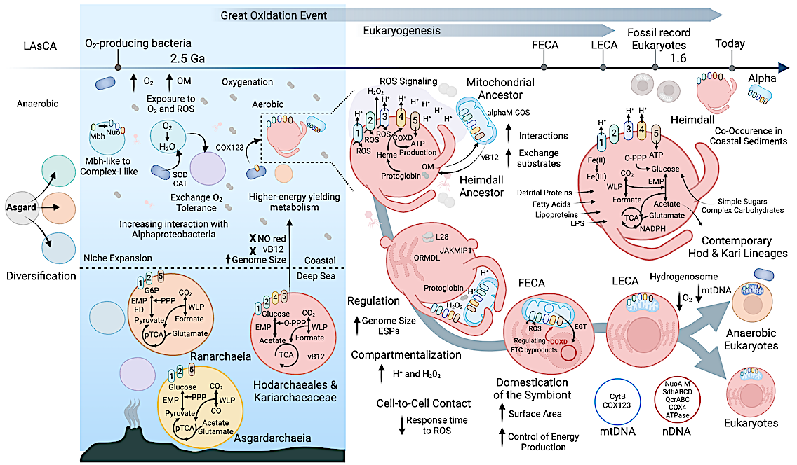 Oxygen Metabolism In Descendants Of The Archaeal-Eukaryotic Ancestor ...