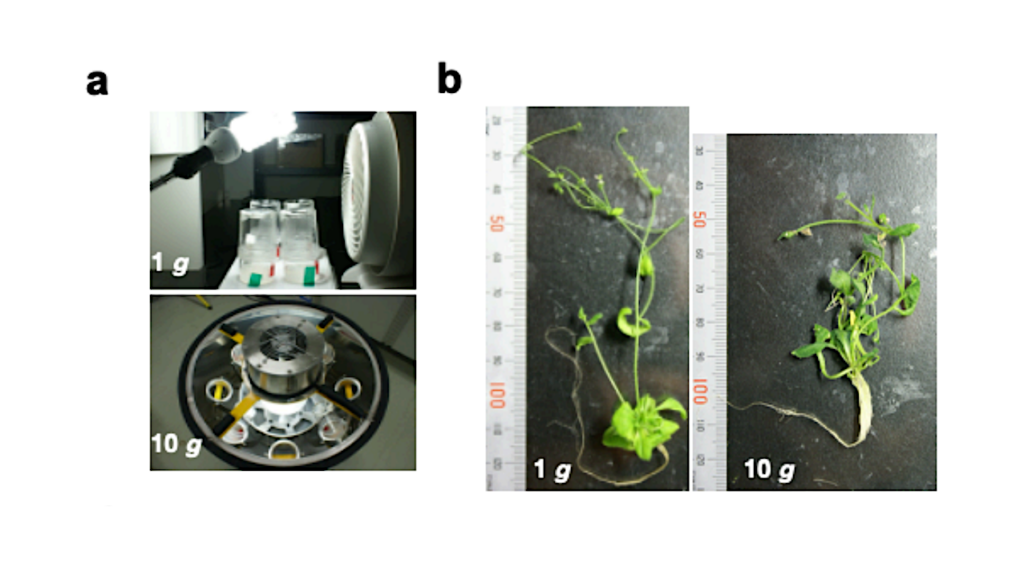 Prolonged Exposure To Hypergravity Increases Biomass and Alters Biomass Allocation in Arabidopsis thaliana (L.) Heynh