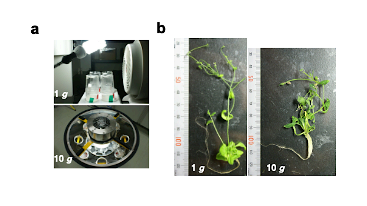 Prolonged Exposure To Hypergravity Increases Biomass and Alters Biomass Allocation in Arabidopsis thaliana (L.) Heynh