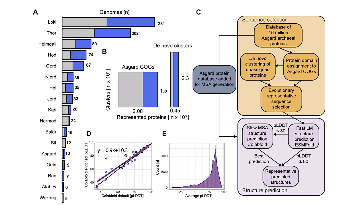 Structure-based Inference Of Eukaryotic Complexity In Asgard Archaea