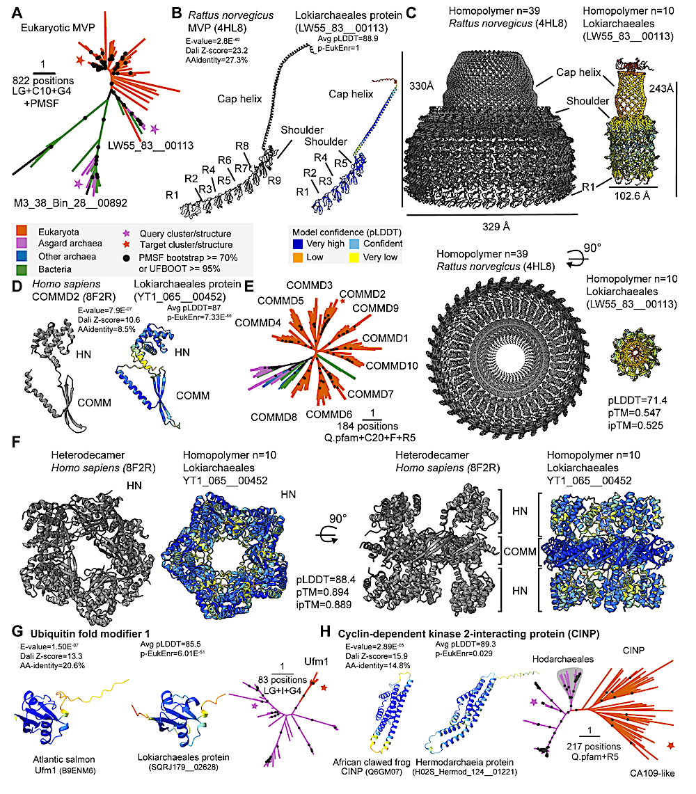 Structure-based Inference Of Eukaryotic Complexity In Asgard Archaea ...