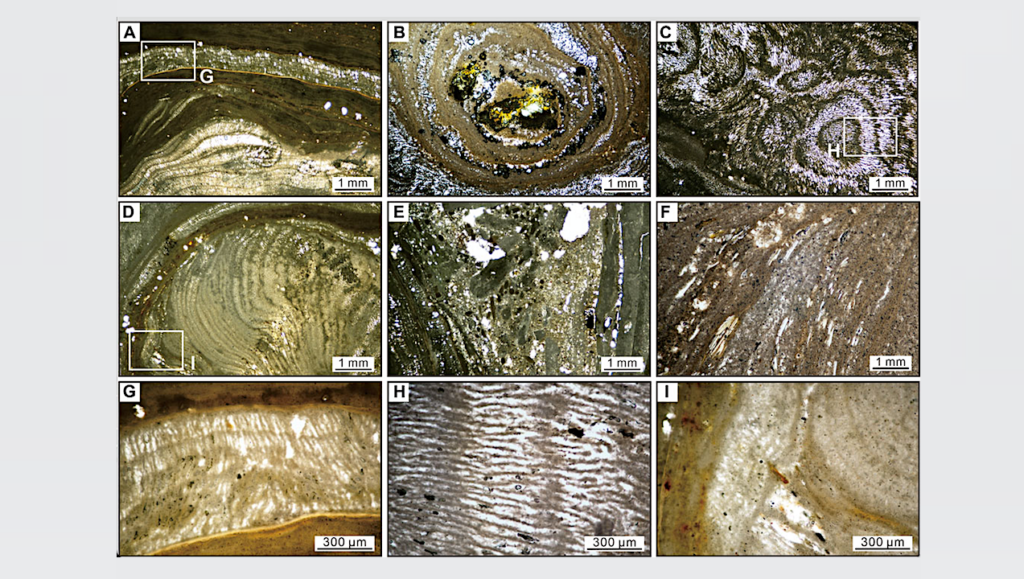 Taphonomy Of Biosignatures In Carbonate Nodules From The Mars-analog Qaidam Basin