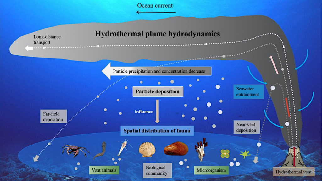 The Role of Hydrodynamics For The Spatial Distribution of High-temperature Hydrothermal Vent-endemic Fauna in the Deep Ocean Environment