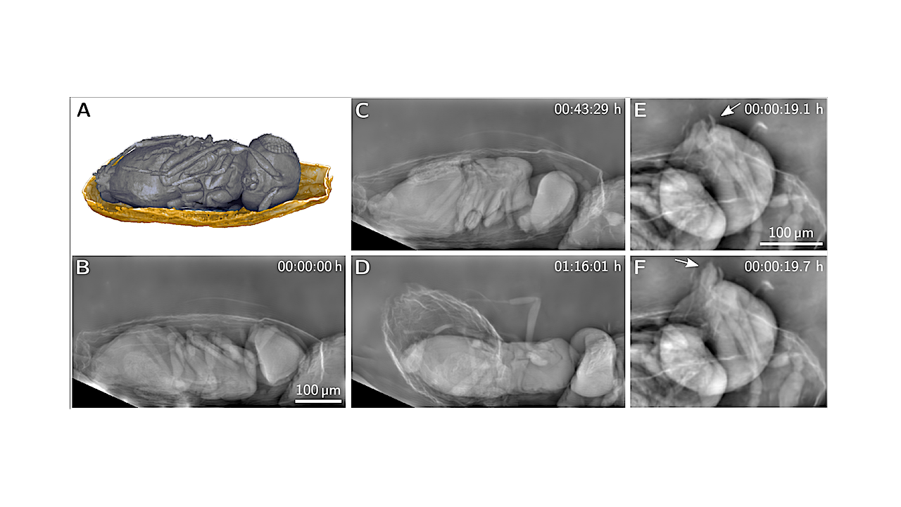 Tricorder Tech: X-ray Method Enables Micron-resolution Imaging Of Living Organisms Over Long Time Periods