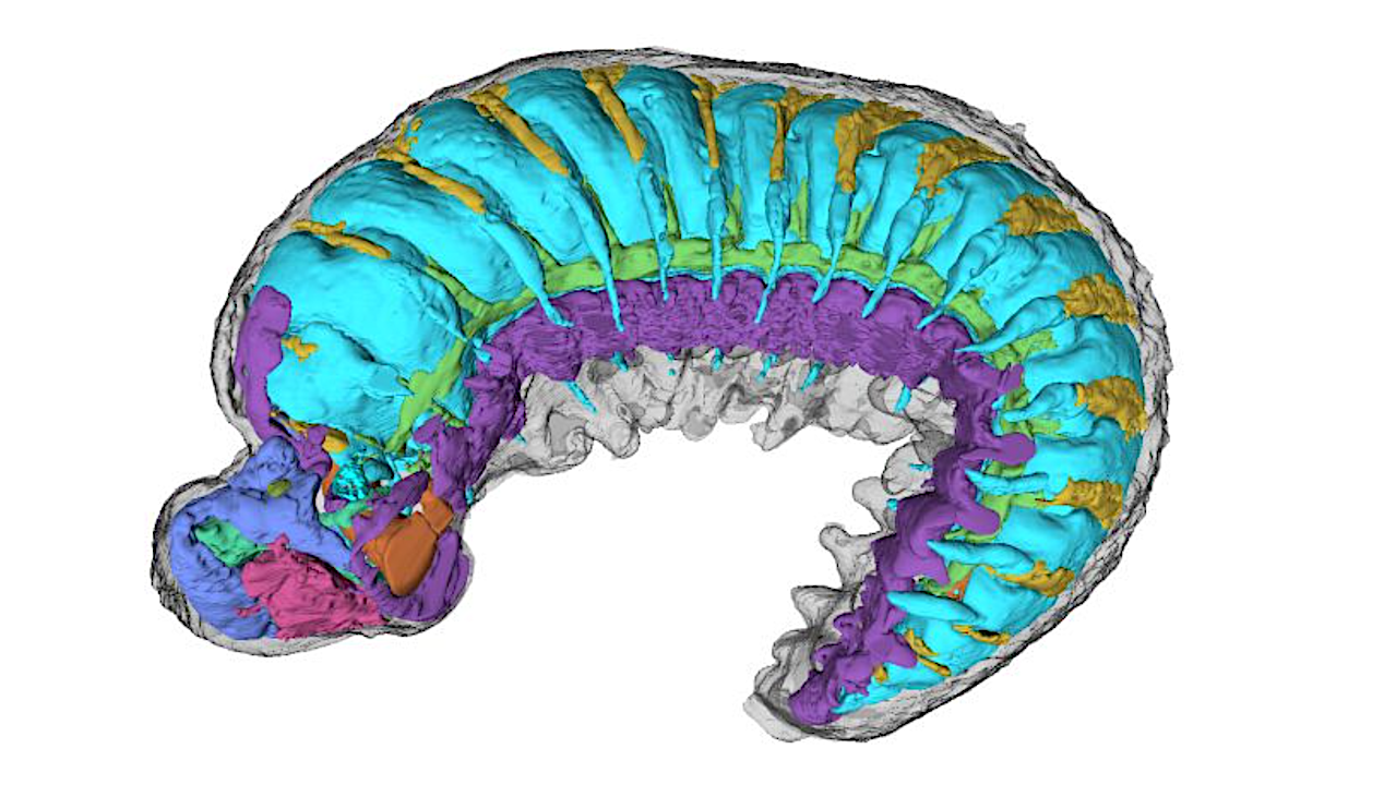 Un fósil de gusano de 520 millones de años resuelve el misterio de la evolución de los insectos, arañas y cangrejos modernos