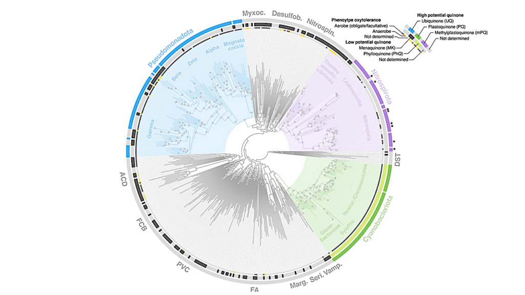 A Novel Quinone Biosynthetic Pathway Illuminates The Evolution Of Aerobic Metabolism