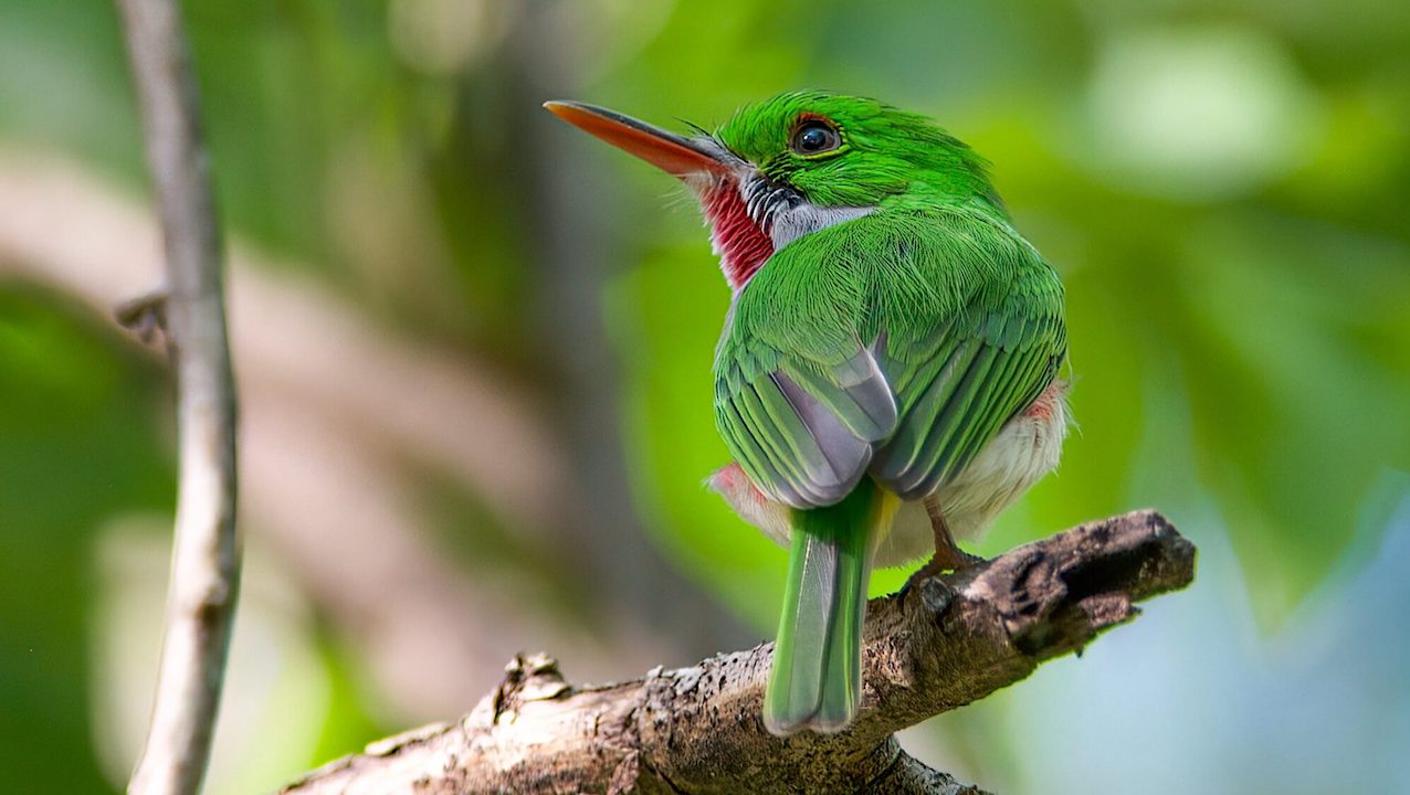 Mass Extinction 66 million Years Ago Triggered Rapid Evolution Of Bird Genomes