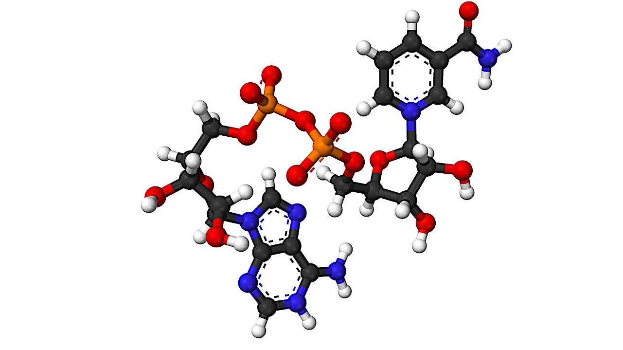 Metal Ions Turn On A Stereoselective Nonenzymatic Reduction Of Keto Acids By The Coenzyme NADH