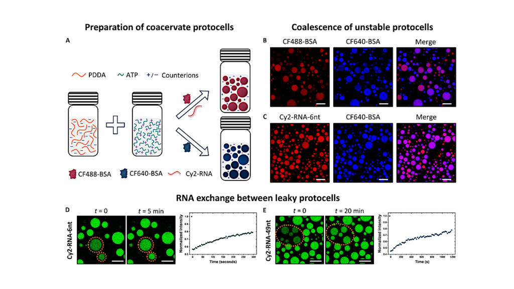 New Research Suggests Rainwater Helped Form The First Protocell Walls