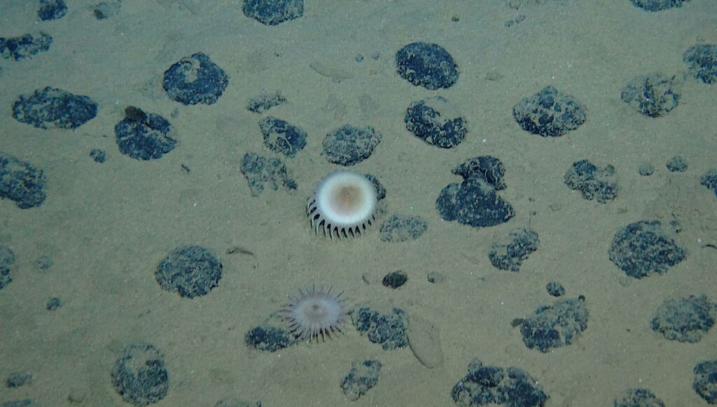 Oxygen Produced In The Deep Sea Raises Questions About Extraterrestrial Life