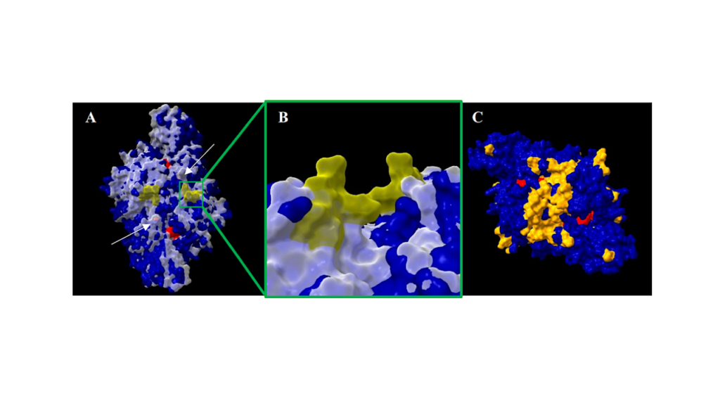 Prevalence of the Calvin-Benson-Bassham Cycle in Chemolithoautotrophic Psychrophiles and the Potential for Cold-adapted Rubisco