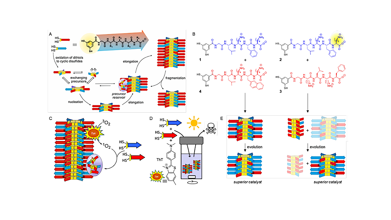 Selección para función fotocatalítica mediante la evolución darwiniana de autorreplicadores sintéticos