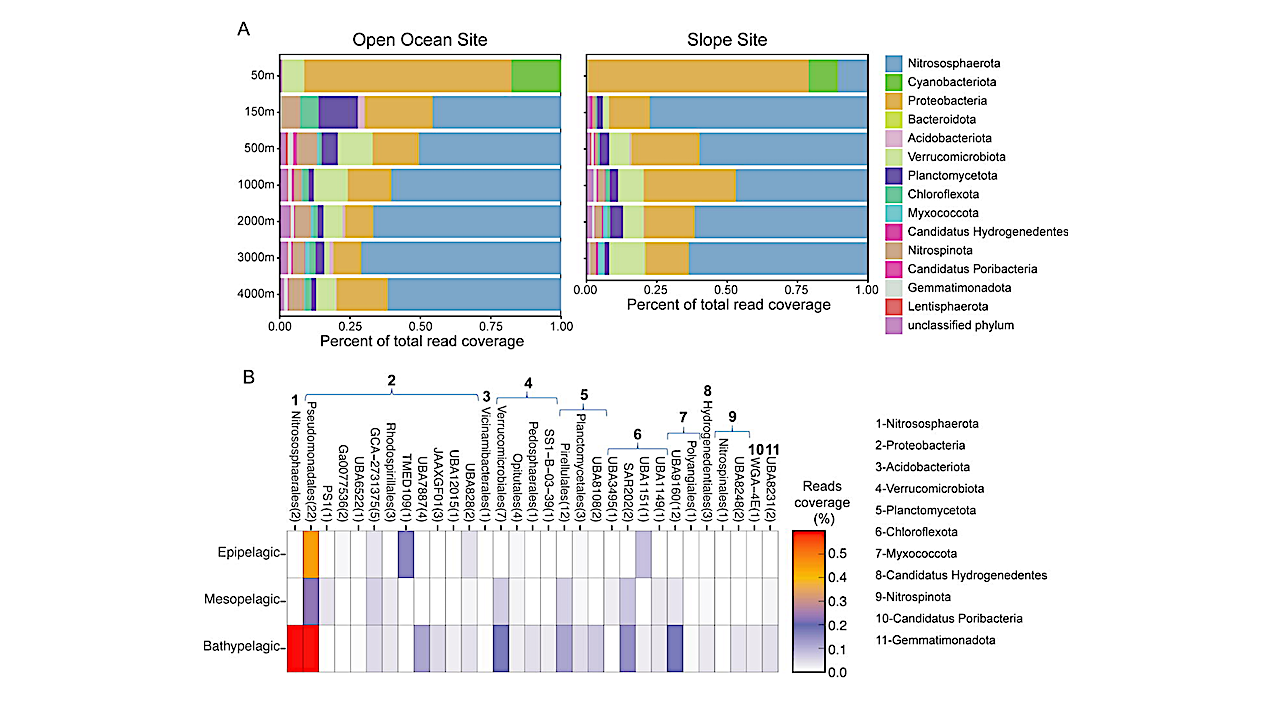 Urea Assimilation and Oxidation Supports the Activity of a Phylogenetically Diverse Microbial Community in the Dark Ocean